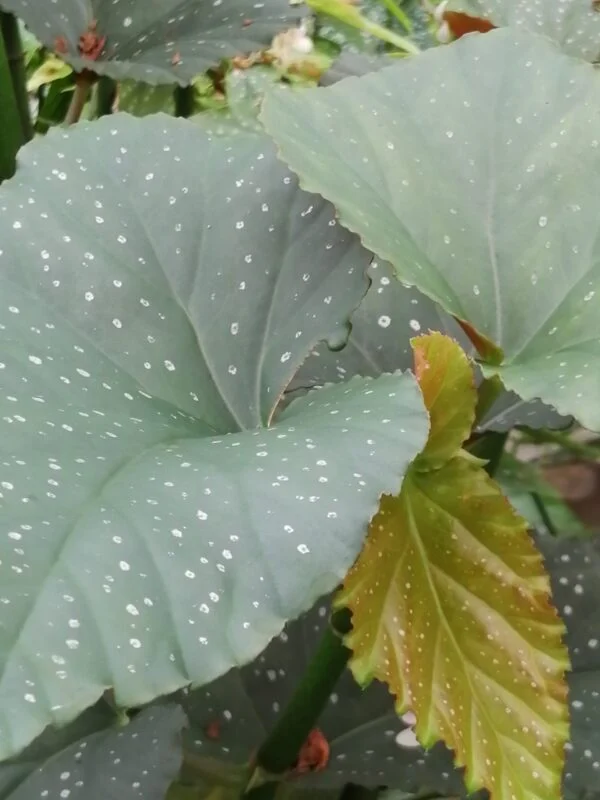 Begonia Corallina de Lucerna, foto 2