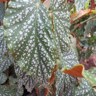 Begonia 'Country Patchwork'