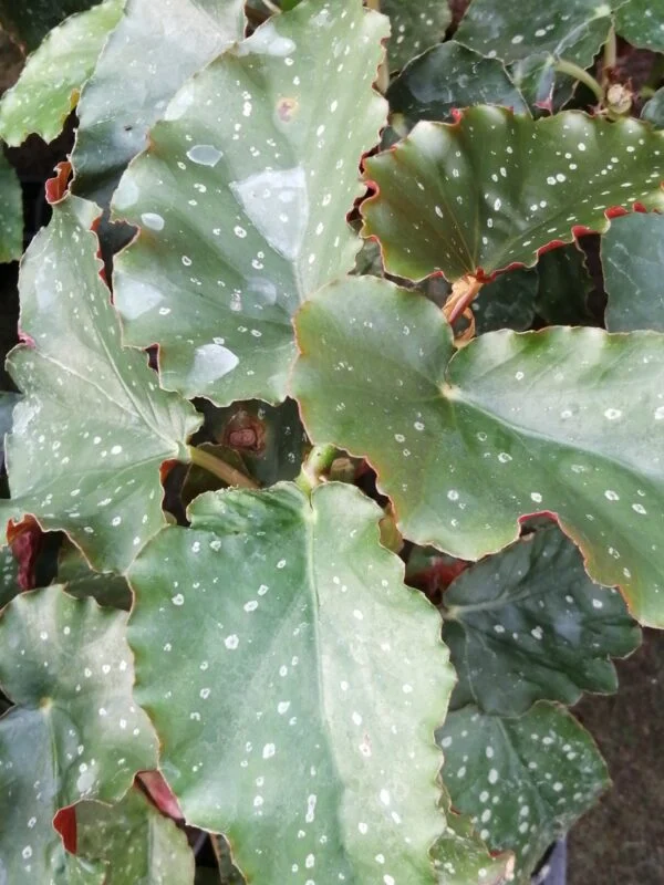 Begonia Crackin Rosie, foto 2