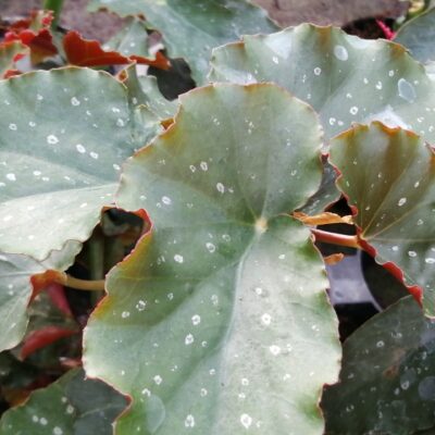 Begonia Crackin Rosie