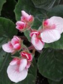Begonia Credneri