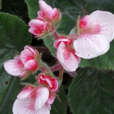 Begonia Credneri