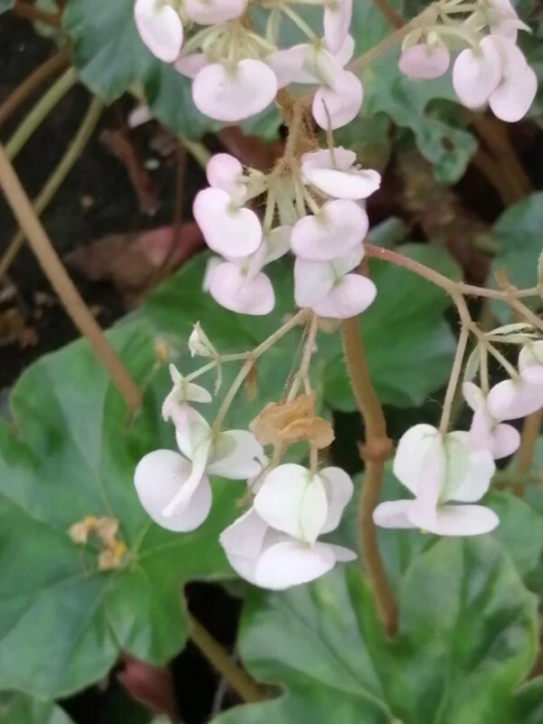 Begonia cryptophylla, foto 3