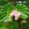 Begonia cucullata Willdenow, pianta da esterno