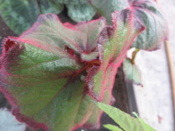 Begonia 'Curly Fireflush', foto 6