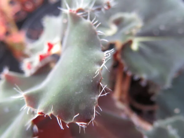 Begonia 'Curly Fireflush', foto 7