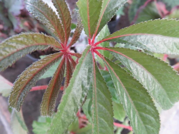 Begonia 'Curly Fireflush', foto 5