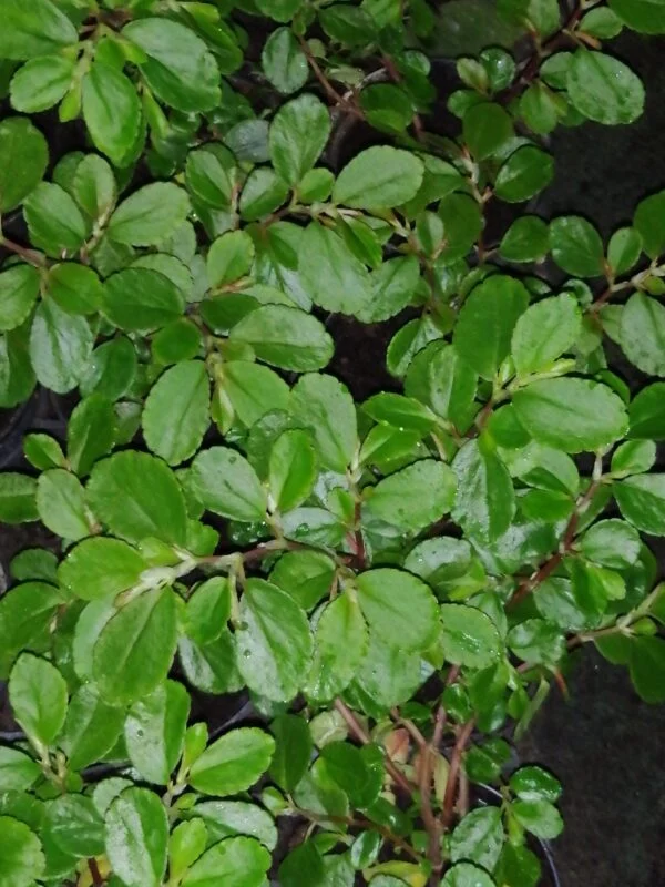 Begonia cyathophora Poeppig & Endlicher, foto 4