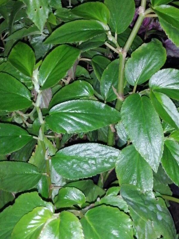 Begonia cyathophora Poeppig & Endlicher, foto 5