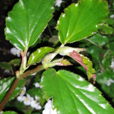 Begonia guaduensis, sin. B. serratifolia