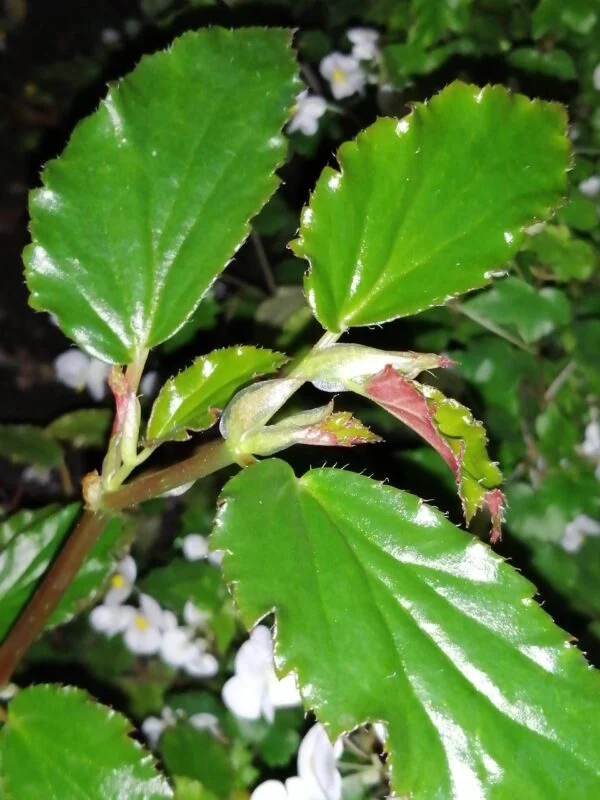 Begonia guaduensis, sin. B. serratifolia, pianta da interno