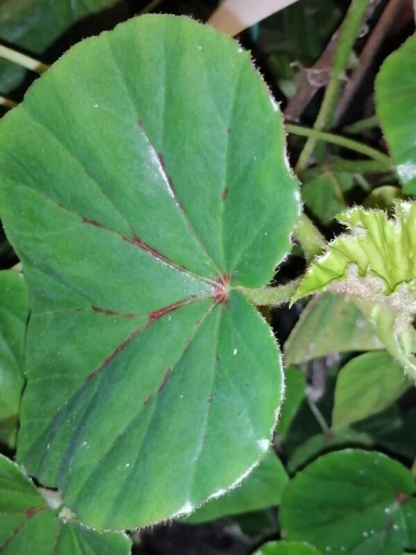 Begonia cyathophora Poeppig & Endlicher, foto 2