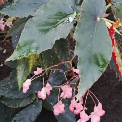 Begonia Dawnal Meyer