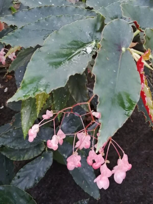 Begonia Dawnal Meyer, pianta da interno