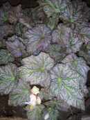 Begonia 'De Elegans'