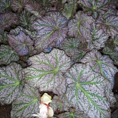 Begonia 'De Elegans'
