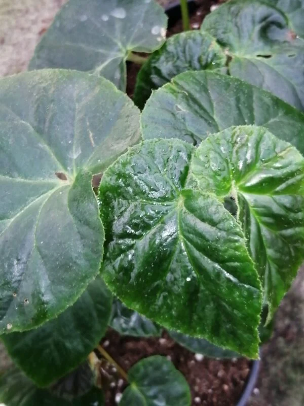 Begonia decandra, foto 2