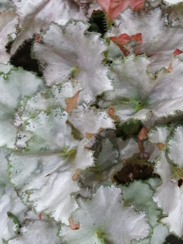 Begonia Dejah Thoris, pianta da interno