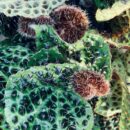 Begonia melanobullata