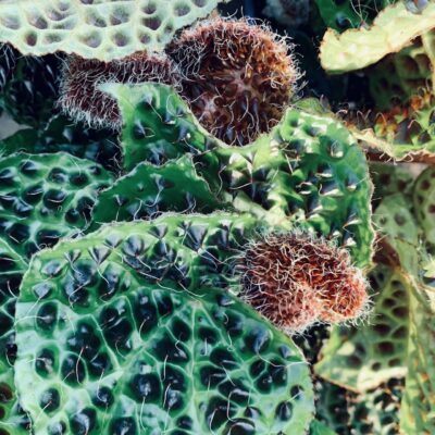 Begonia melanobullata