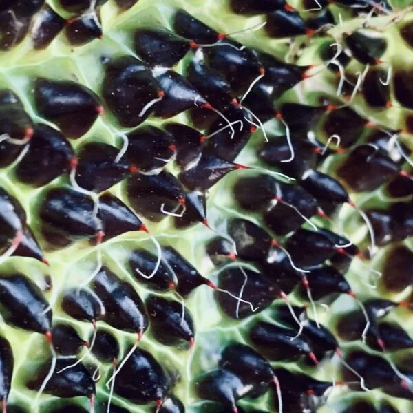 Begonia melanobullata, foto 2
