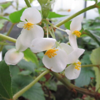 Begonia dipetala Graham