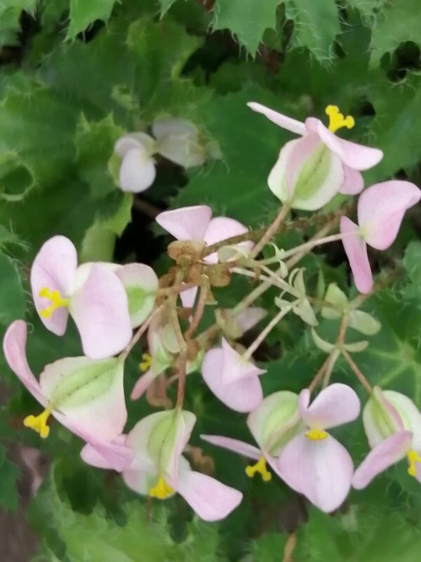 Begonia 'Dr Spelios', foto 2