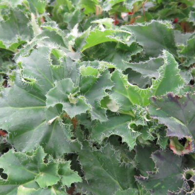 Begonia 'Dr Spelios'