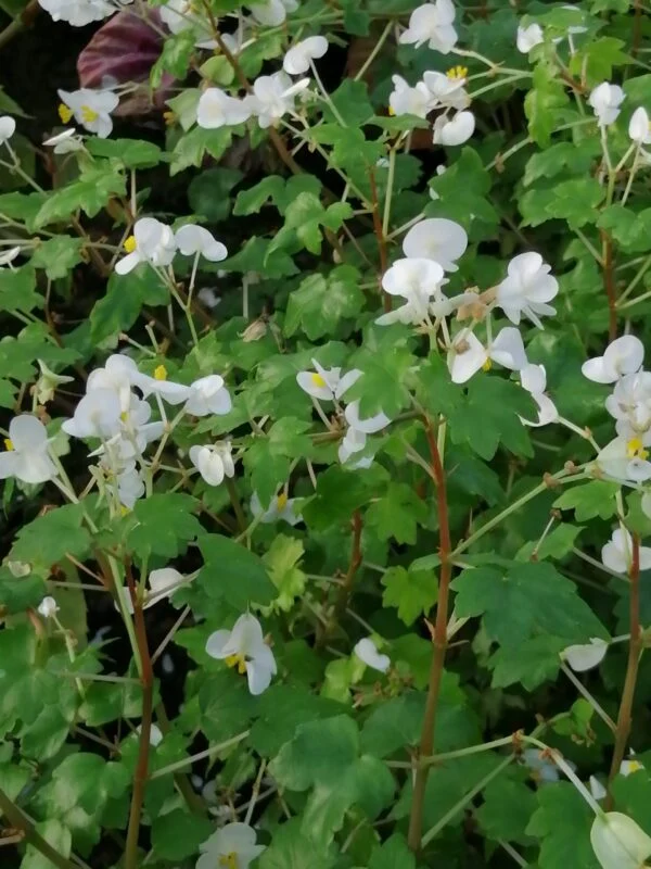 Begonia dregei Otto & Dietrich, foto 3
