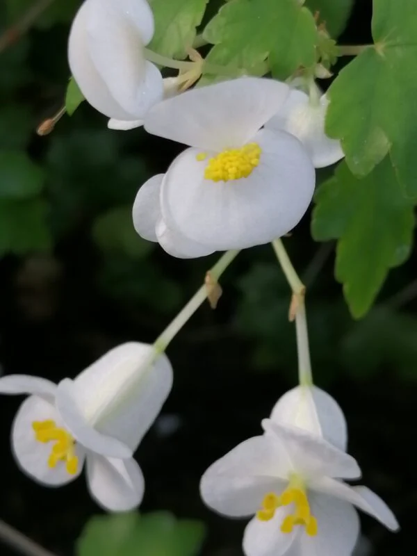 Begonia dregei Otto & Dietrich, foto 2