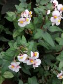 Begonia dregei Tripartita