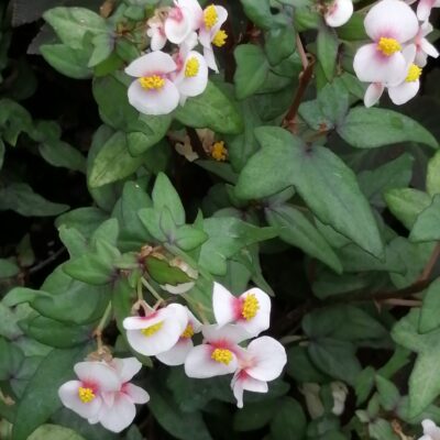 Begonia dregei Tripartita