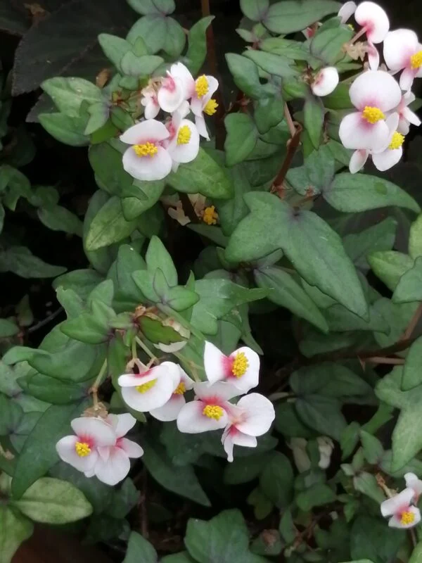 Begonia dregei Tripartita, pianta da interno