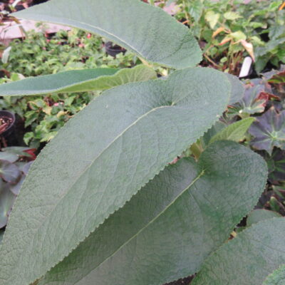 Begonia egregia N.E, Brown