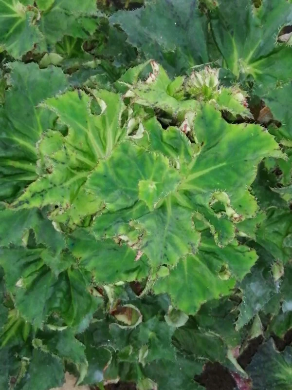 Begonia 'Eleonora Garlant', foto 2