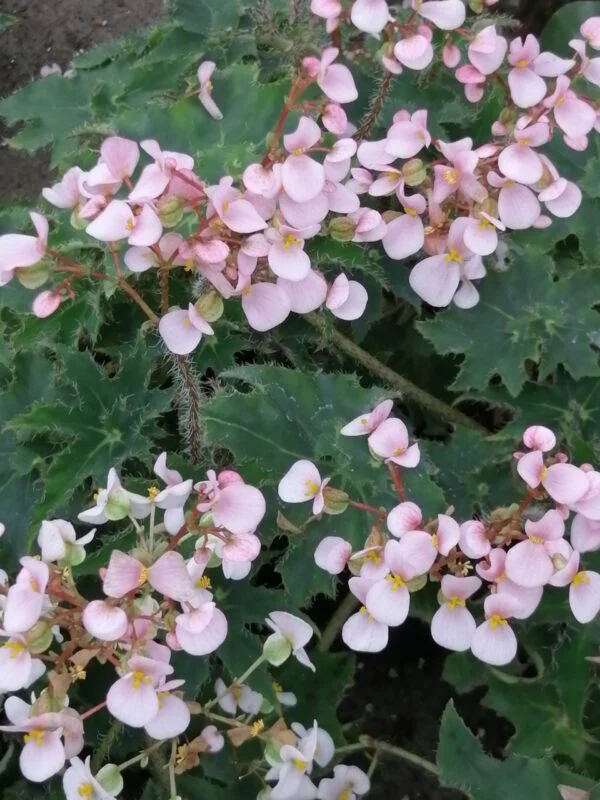 Begonia 'Eleonora Garlant', foto 3