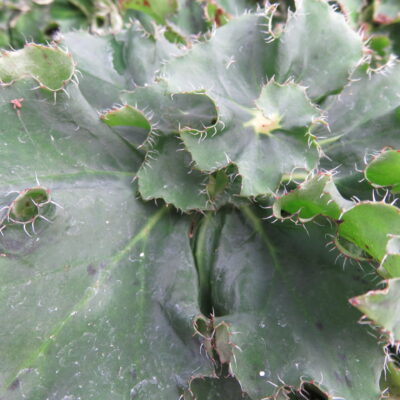 Begonia 'Eleonora Garlant'