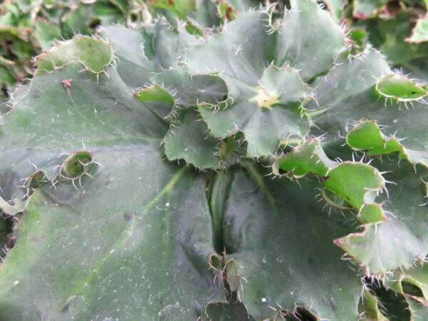Begonia 'Eleonora Garlant', pianta da interno
