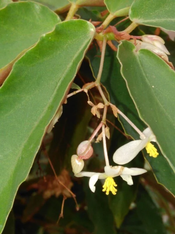 Begonia 'Elithe', pianta da interno