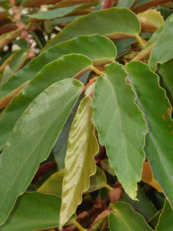 Begonia 'Elithe', foto 2