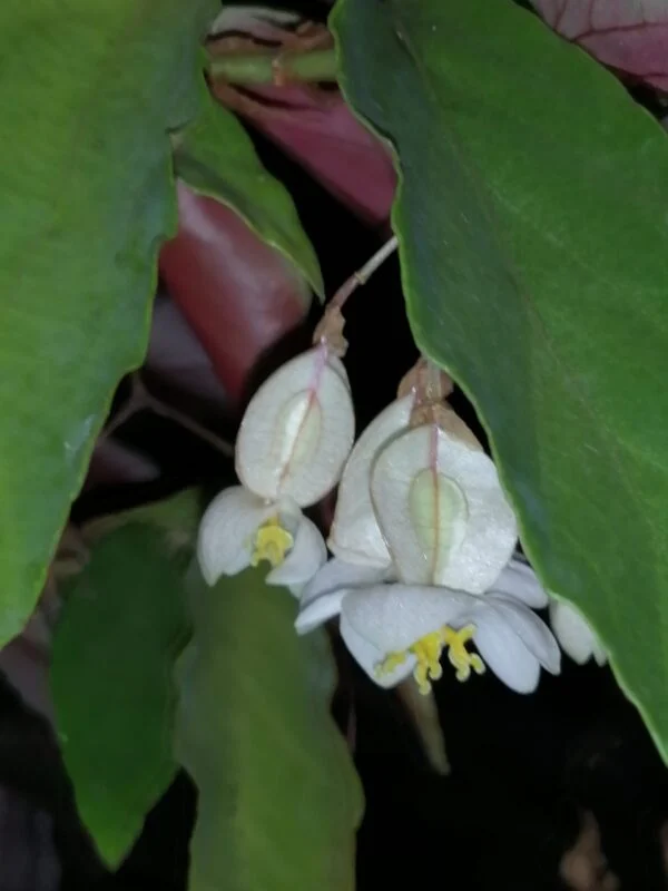 Begonia 'Elithe', foto 3