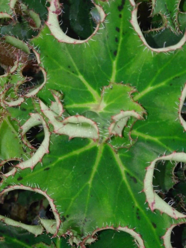Begonia 'Elithe', foto 4