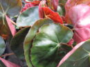 Begonia Erythrophylla