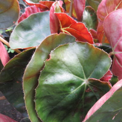 Begonia Erythrophylla