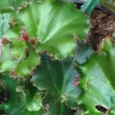 Begonia Erythrophylla Bunchii