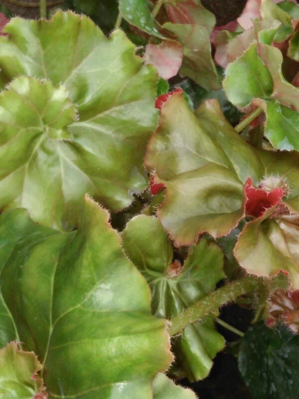 Begonia 'Erythrophylla Helix', foto 2