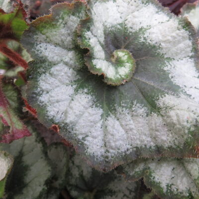 Begonia 'Escargot'