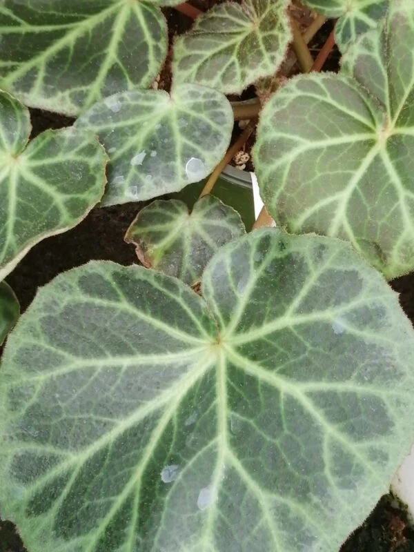Begonia Eunice Gray, foto 3
