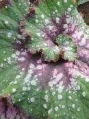 Begonia Casey Corbin