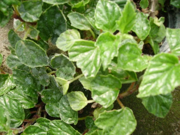 Begonia fagifolia, pianta da interno